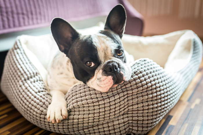 Liegeplatz Hund